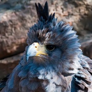Aguila Coronada