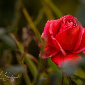 rosa-roja-red-rose-2018_40761042130_o.jpg
