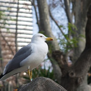 Gaviota