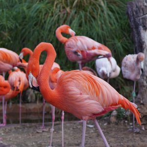 Flamencos de Chile