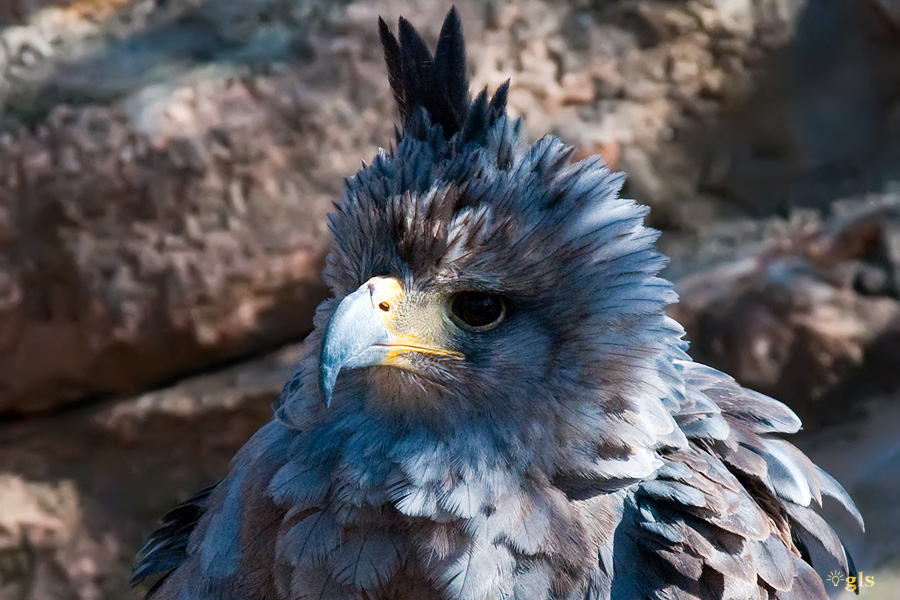 Aguila Coronada