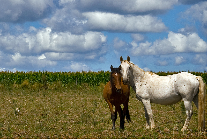 Caballo y Potrillo