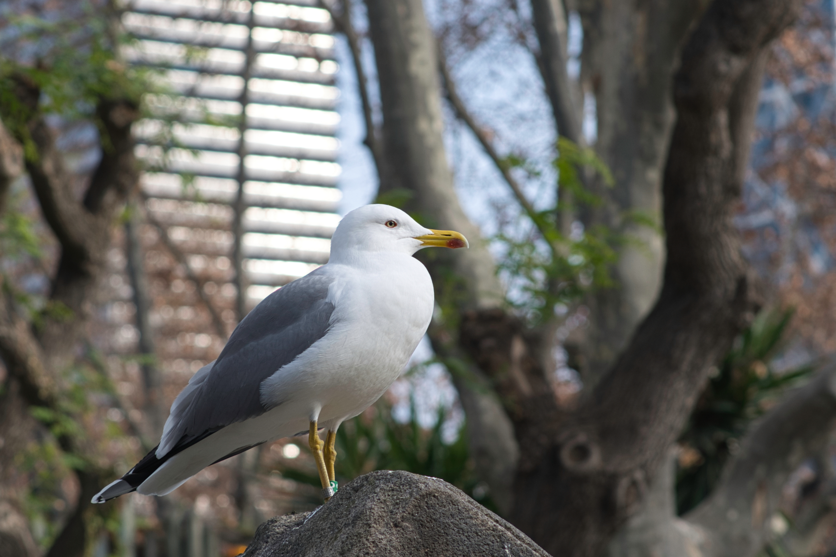 Gaviota