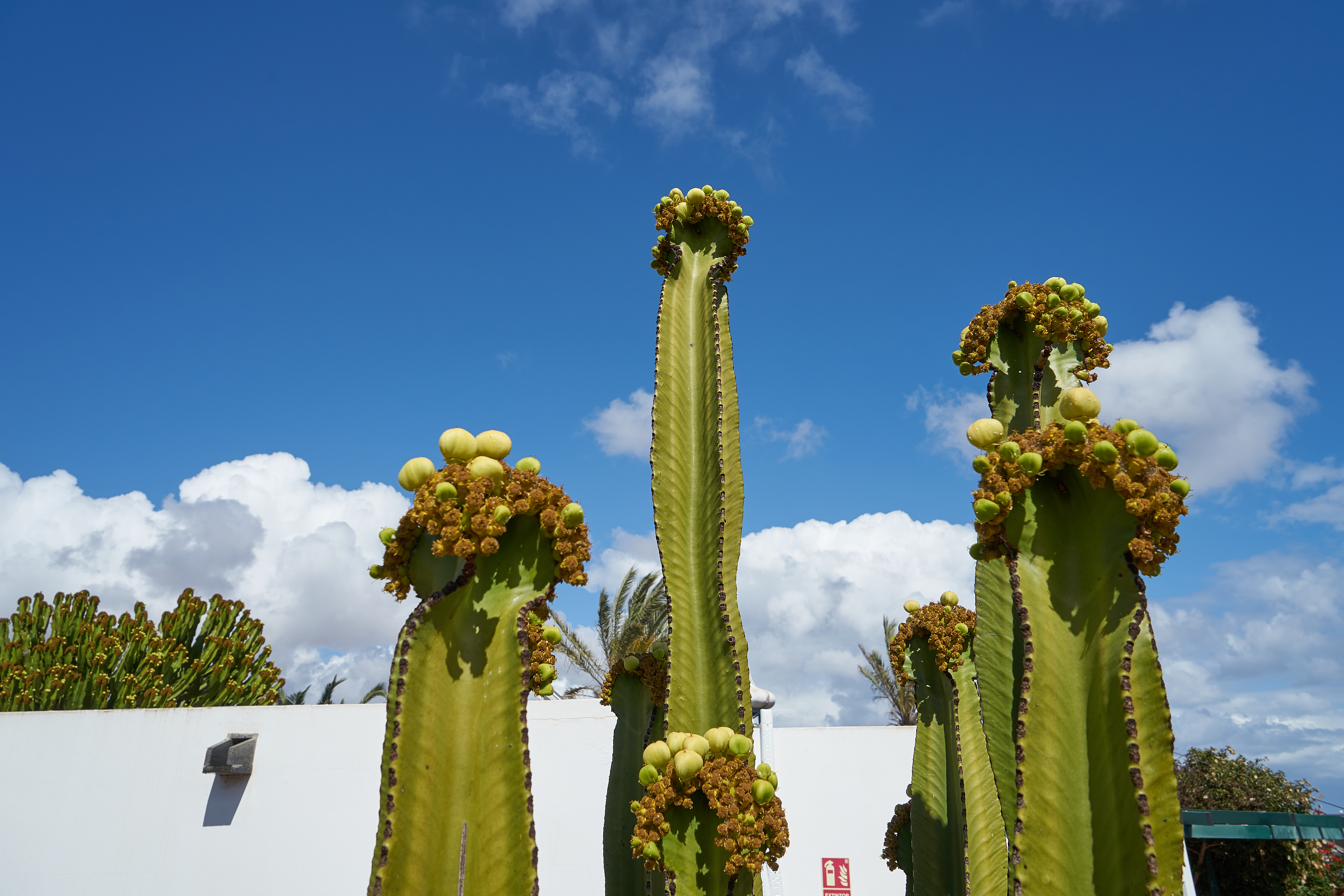 Lanzarote (4).jpg