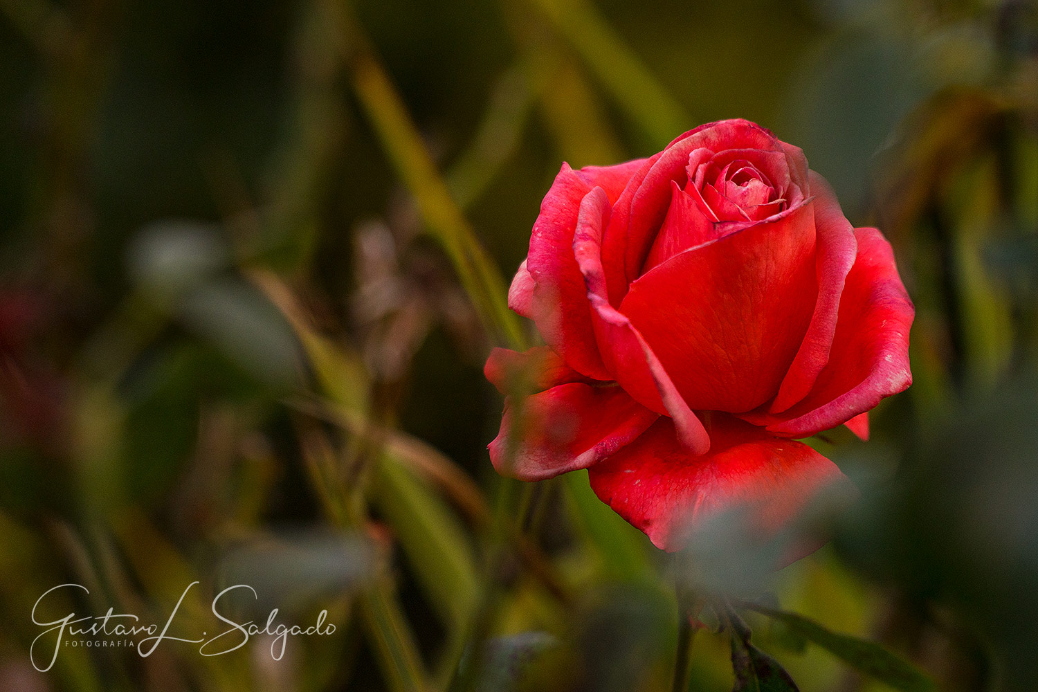 rosa-roja-red-rose-2018_40761042130_o.jpg