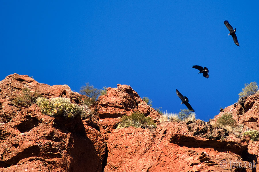 tres-cndores--three-condors_2641885201_o.jpg